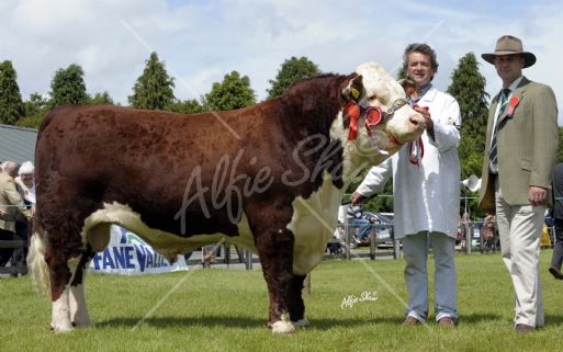 David Wilson exhibiting Hereford Champion Castledaly Crusader at Armagh show along side Shropshire Judge Andrew Owen.